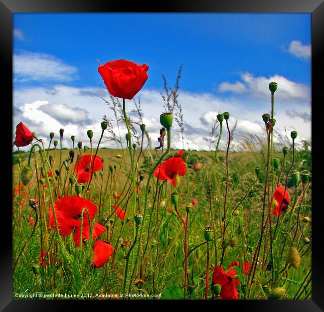 Poppies in Pembrokeshire. Framed Print by paulette hurley