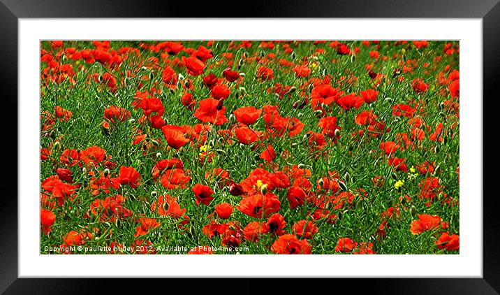 Poppy Field Delight. Framed Mounted Print by paulette hurley
