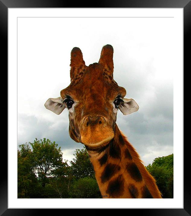 Giraffe. Giraffa Camelopardalis. Framed Mounted Print by paulette hurley