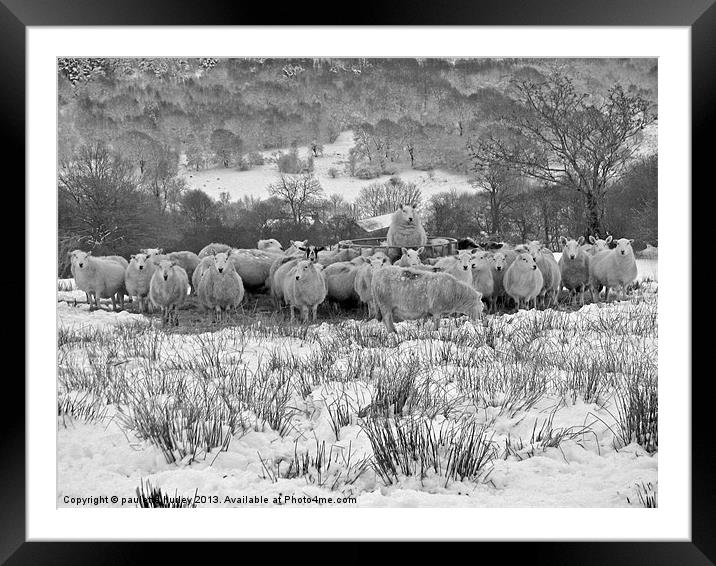 Sheep.Brecon Beacons.Snow. Framed Mounted Print by paulette hurley