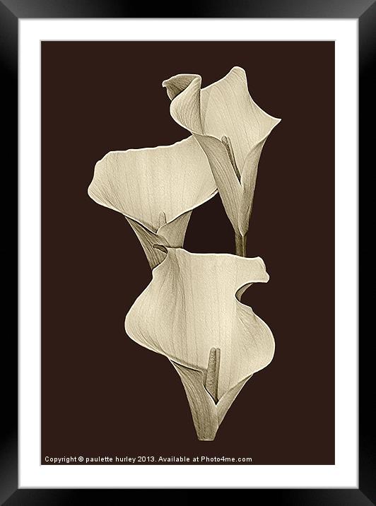 Cream Calla Lilly. Framed Mounted Print by paulette hurley