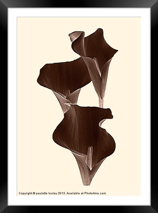 Brown Calla Lilly. Framed Mounted Print by paulette hurley