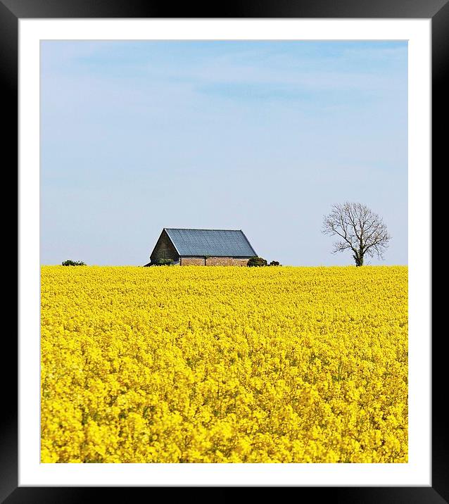 Rapeseed Field Cottage. Framed Mounted Print by paulette hurley