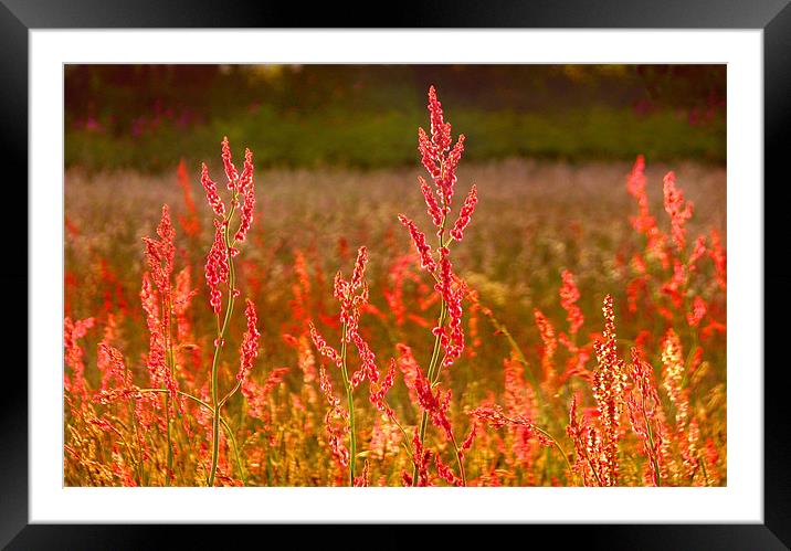 Field of Dreams. Framed Mounted Print by paulette hurley