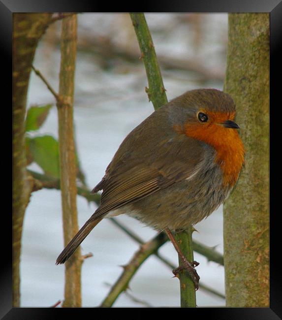 Robin Red Breast.Wales. Framed Print by paulette hurley
