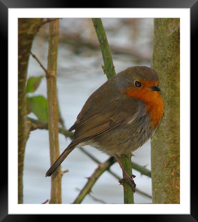 Robin Red Breast.Wales. Framed Mounted Print by paulette hurley