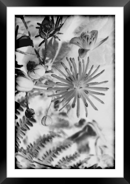 Clematis Vitalba.Black+White. Framed Mounted Print by paulette hurley