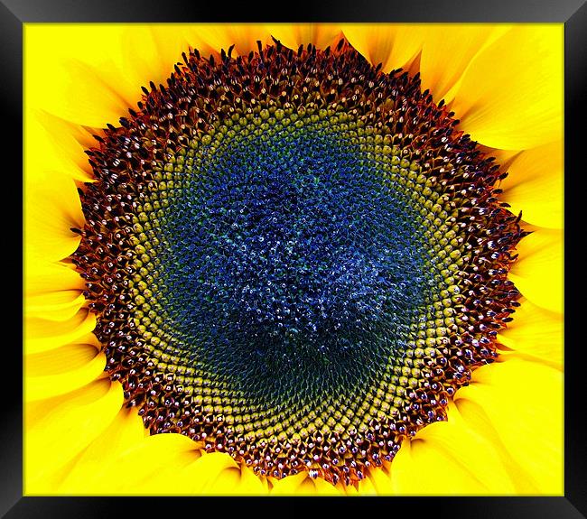Macro Sunflower Head. Framed Print by paulette hurley