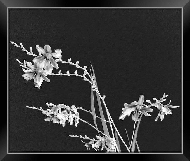 Montbretia Art. Framed Print by paulette hurley