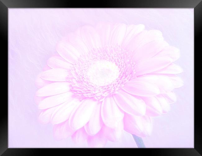 Daisy Pink Framed Print by paulette hurley