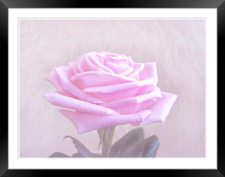 Rose Petal Pink. Framed Mounted Print by paulette hurley