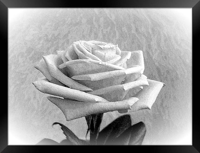 White Rose Marble. Framed Print by paulette hurley