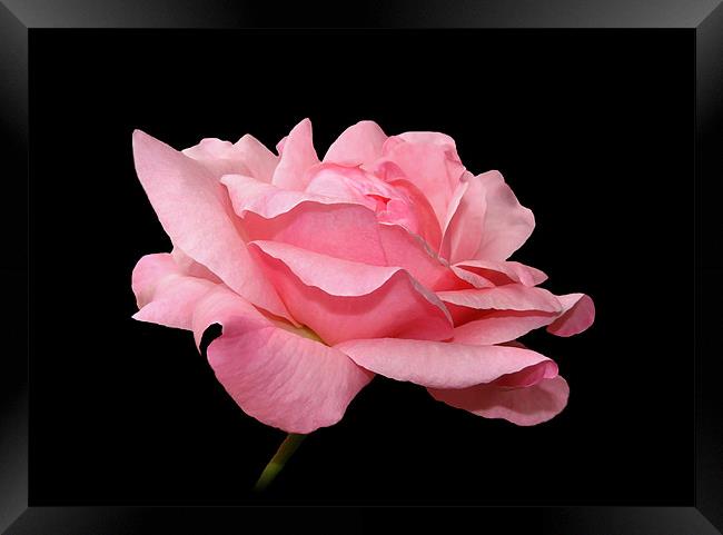 Pink Rose Petals. Framed Print by paulette hurley