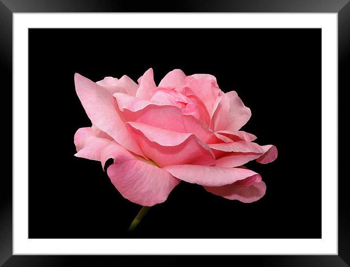 Pink Rose Petals. Framed Mounted Print by paulette hurley