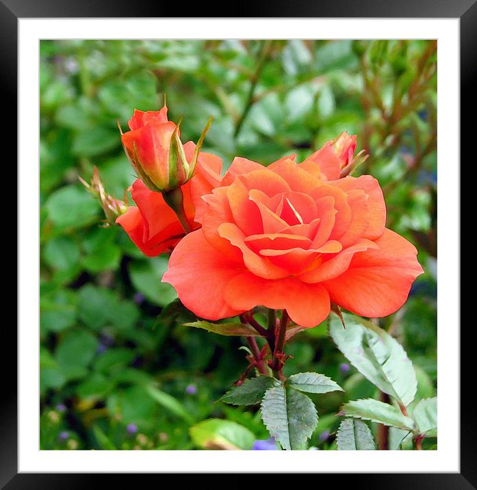 Peach Rose. Framed Mounted Print by paulette hurley