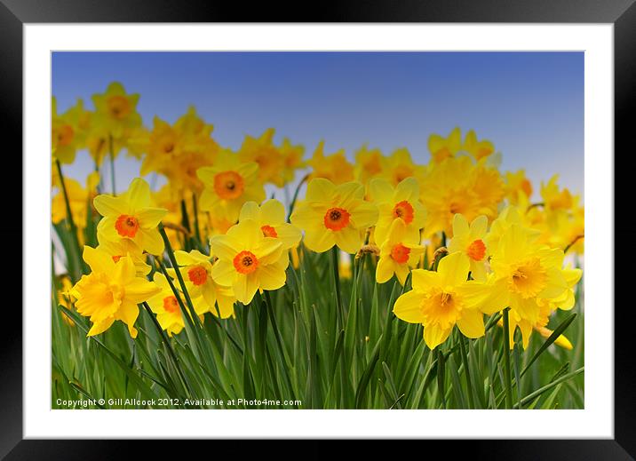 Daffodil Fanfare Framed Mounted Print by Gill Allcock