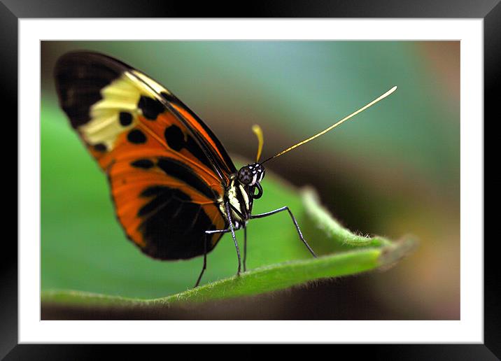 Heliconius Numata Aurora Framed Mounted Print by Gill Allcock
