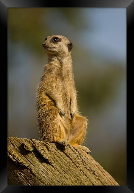 Slender-tailed Meerkat Framed Print by Gill Allcock