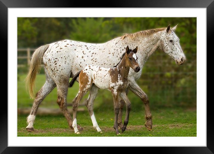 Mother and Baby Appaloosa Framed Mounted Print by Gill Allcock