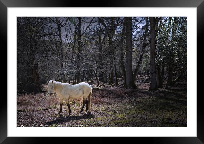 New Forest White Pony Framed Mounted Print by Gill Allcock