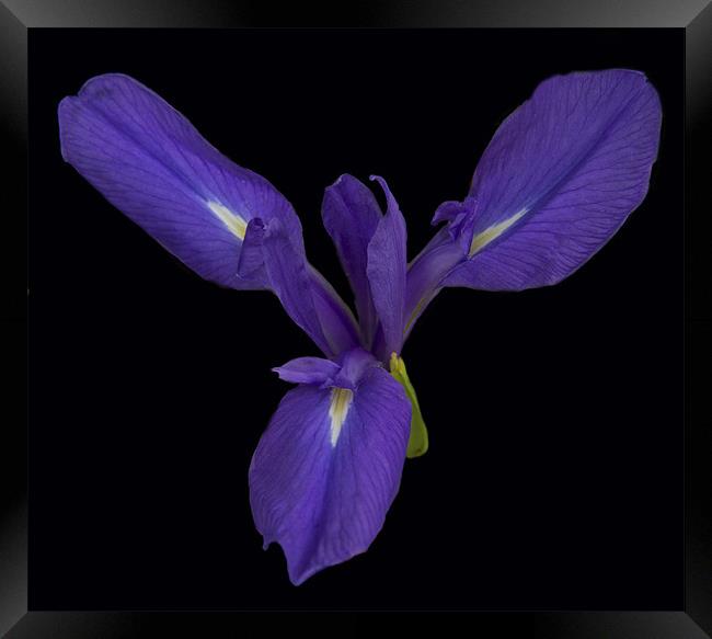 Purple Iris Framed Print by Peter Elliott 
