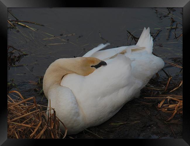 Sleeping Swan Framed Print by Peter Elliott 