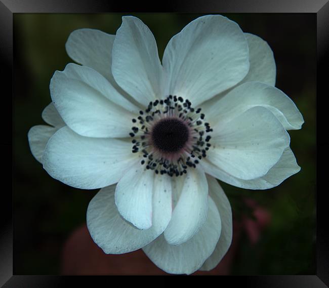 White anemone coronoria Framed Print by Peter Elliott 