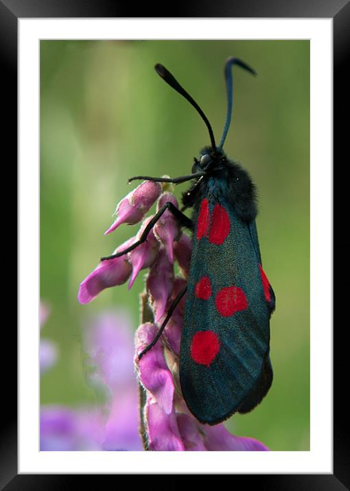 Six Spotted Burnett Moth Framed Mounted Print by Peter Elliott 