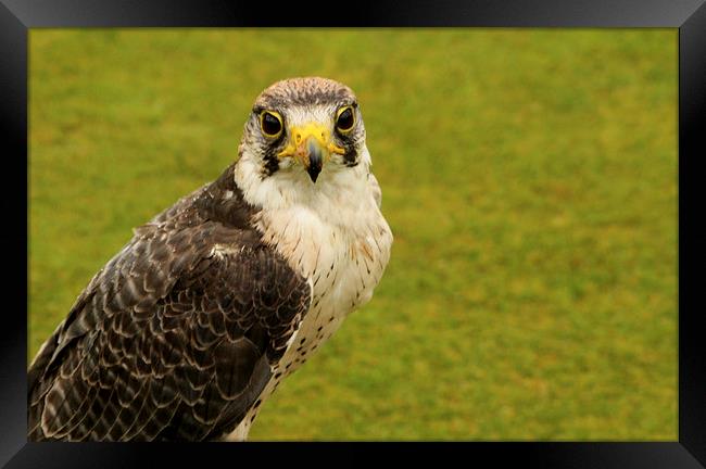  Peregrine Falcon Framed Print by Peter Elliott 