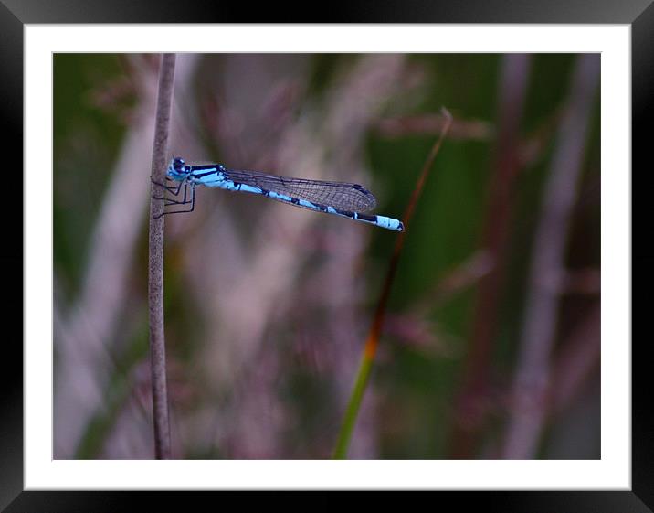 Blue Damselfly Framed Mounted Print by Peter Elliott 