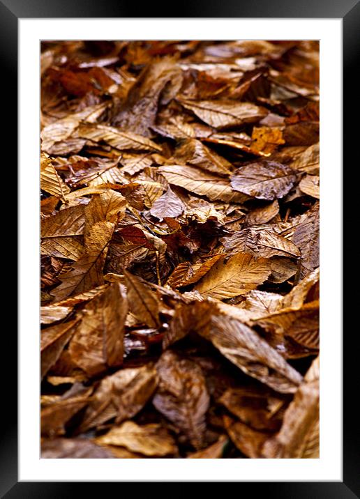 Autumn Leaves Framed Mounted Print by Peter Elliott 