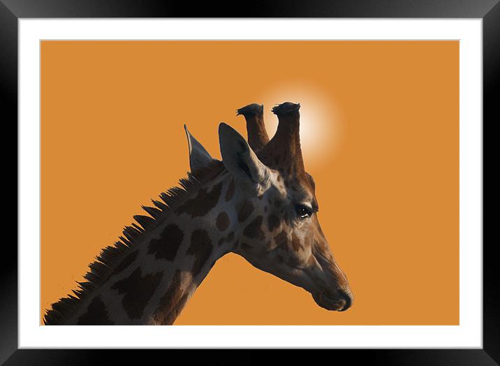 Giraffe on orange background Framed Mounted Print by Peter Elliott 