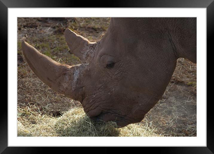 Rhino Horn Framed Mounted Print by Peter Elliott 