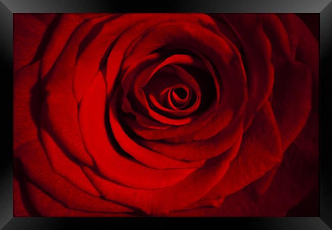 Roses are Red Framed Print by Peter Elliott 