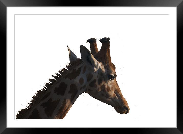 Giraffe Framed Mounted Print by Peter Elliott 