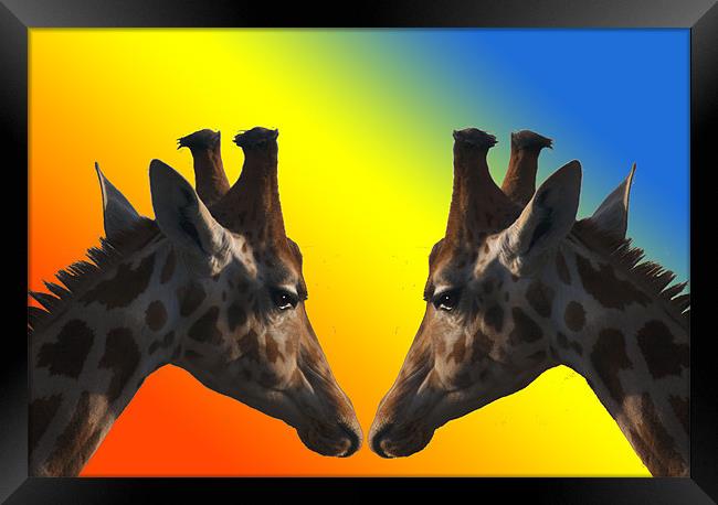 Giraffes Framed Print by Peter Elliott 