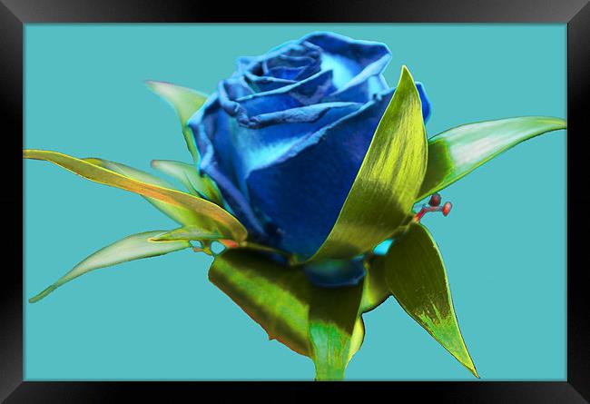 Blue Rose Framed Print by Peter Elliott 