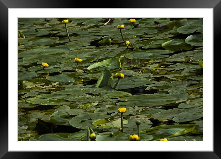 The Lily Pond Framed Mounted Print by Peter Elliott 