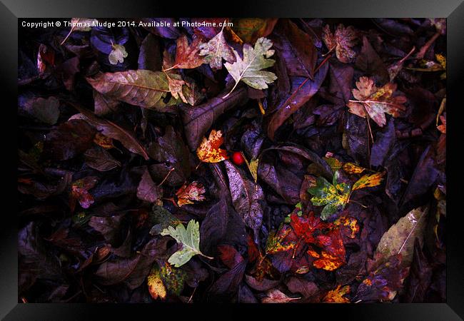  A Berry Among Leaves Framed Print by Thomas Mudge