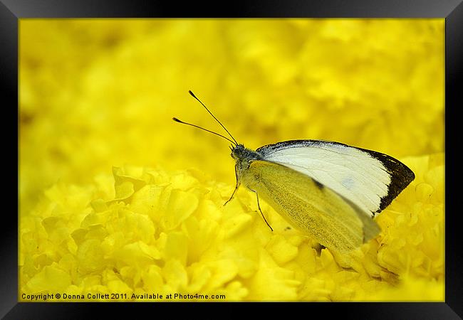 Cabbage White.. Framed Print by Donna Collett