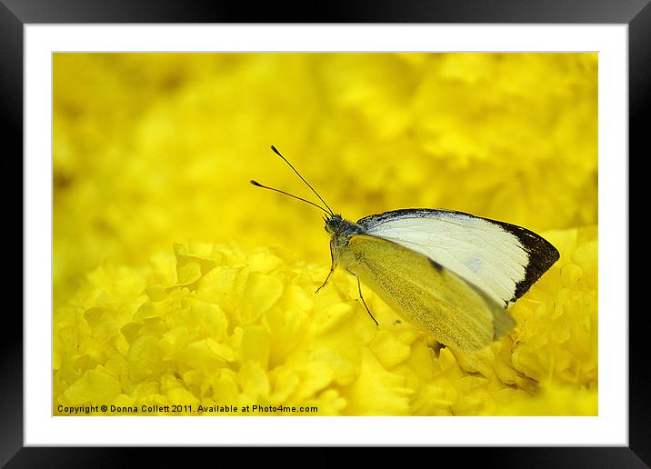 Cabbage White.. Framed Mounted Print by Donna Collett