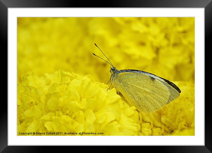 Cabbage white Butterfly Framed Mounted Print by Donna Collett
