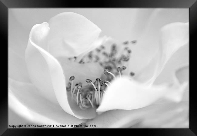 Purity Framed Print by Donna Collett