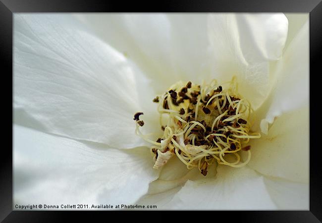 A Pure Twist Framed Print by Donna Collett
