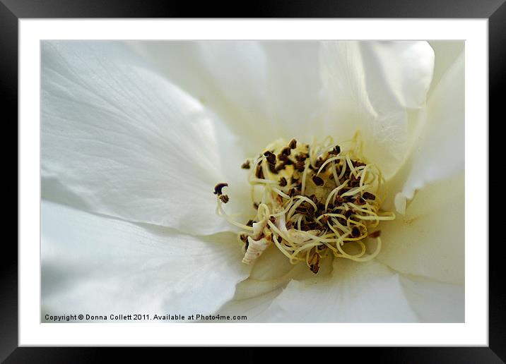 A Pure Twist Framed Mounted Print by Donna Collett