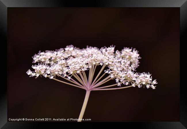 Hint Of pink Pignut Framed Print by Donna Collett