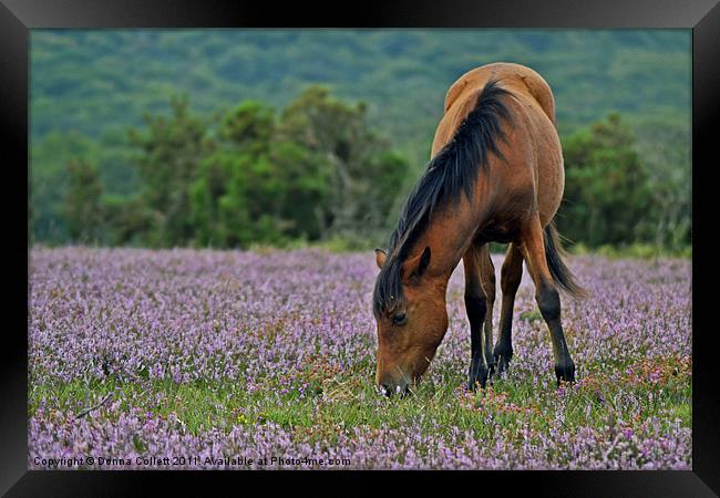 Pony in the Heather Framed Print by Donna Collett