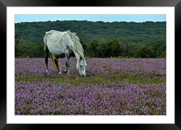 Heathland Pony Framed Mounted Print by Donna Collett