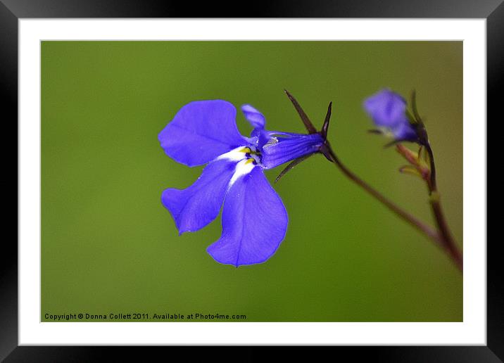 Lobelia erinus Framed Mounted Print by Donna Collett