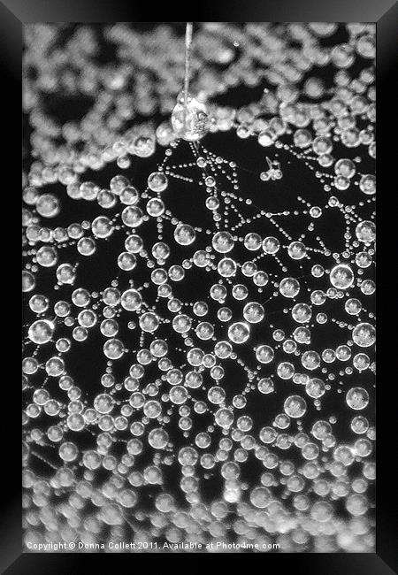 Pearly Cobweb Framed Print by Donna Collett